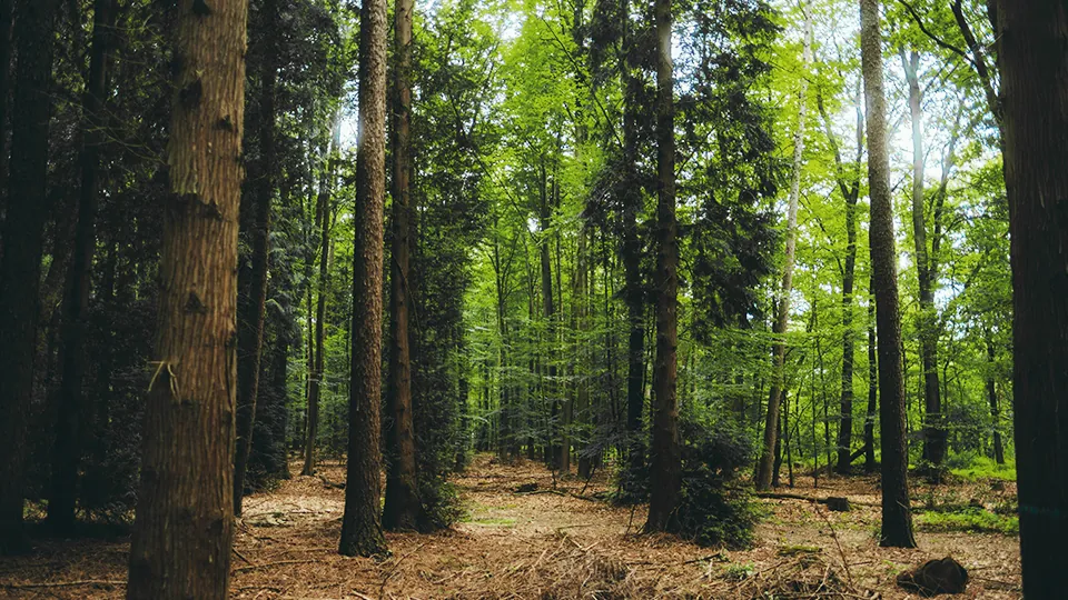 Forêt de conifères pour inventaire forestier au scanner LiDAR